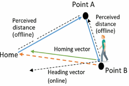 Perceived Space and Spatial Performance during Path-Integration Tasks in Consumer-Oriented Virtual Reality Environments